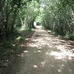 Asparagus