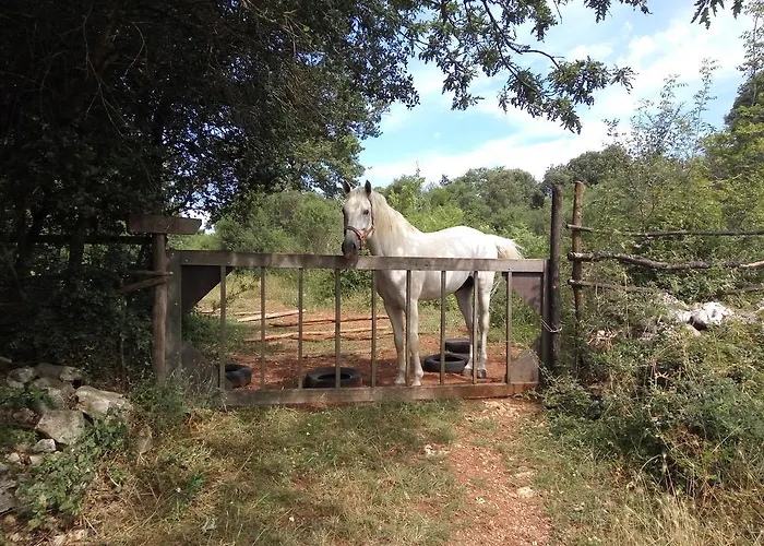 Asparagus ロヴィンスコ・セロ